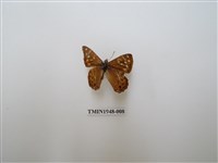 藏品(玉山幽眼蝶)的圖片